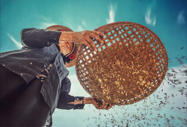 A view looking up from the ground of a rice farmer sifting rice grains